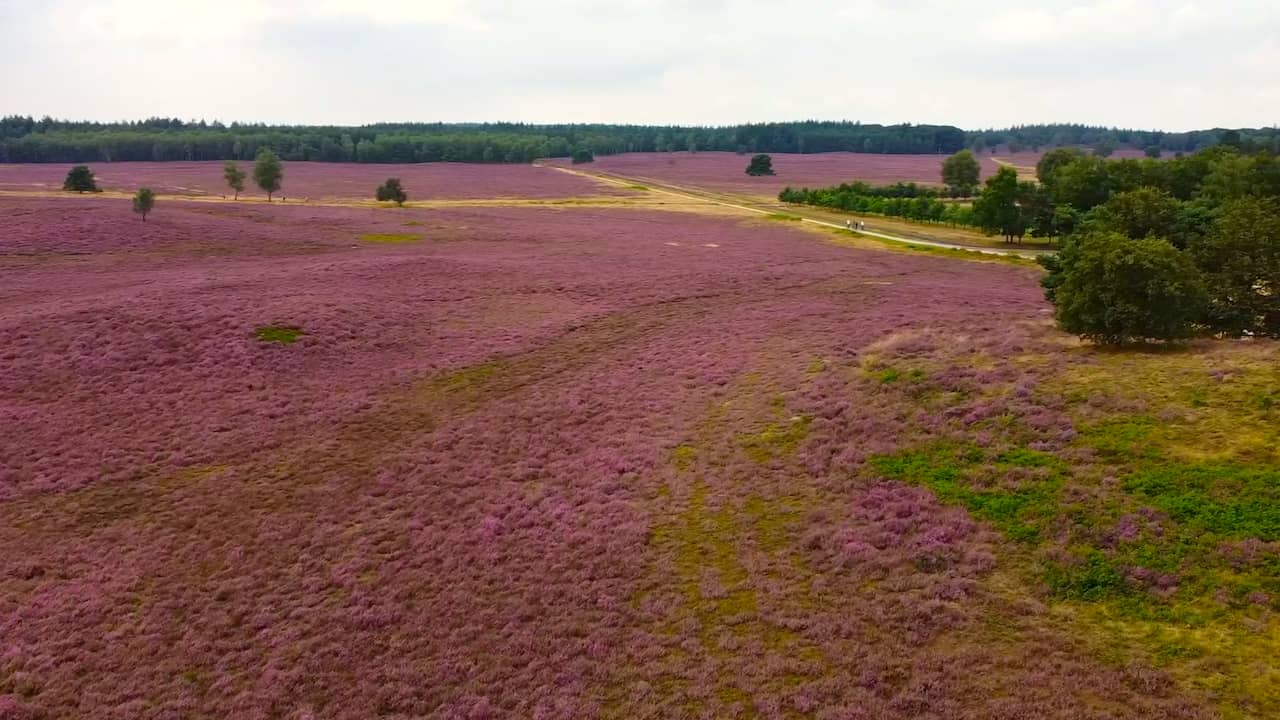 Beeld uit video: Drone filmt knalpaarse heide door 'Hollandse zomer' op Veluwe