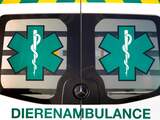 Loslopende hond op provinciale weg Haarlem doodgereden