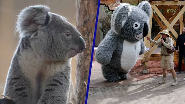 Eerste koala's ooit in Nederland krijgen welkomstfeestje