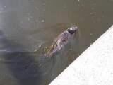 Zeehond in Amsterdamse Amstel is zeldzame ringelrob