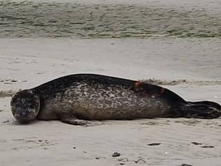 Zeehond die eerder op dijk in Assendelft werd gevonden, duikt nu op in Rotterdam
