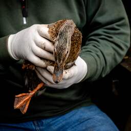 Dierenambulances draaien overuren door uitbraak vogelgriep