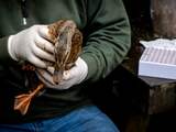 Heel af en toe krijgen ook mensen vogelgriep: zo kan dat gebeuren