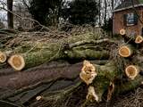 Almeloërs scoren kersverse boompjes voor hun bos of boerenerf