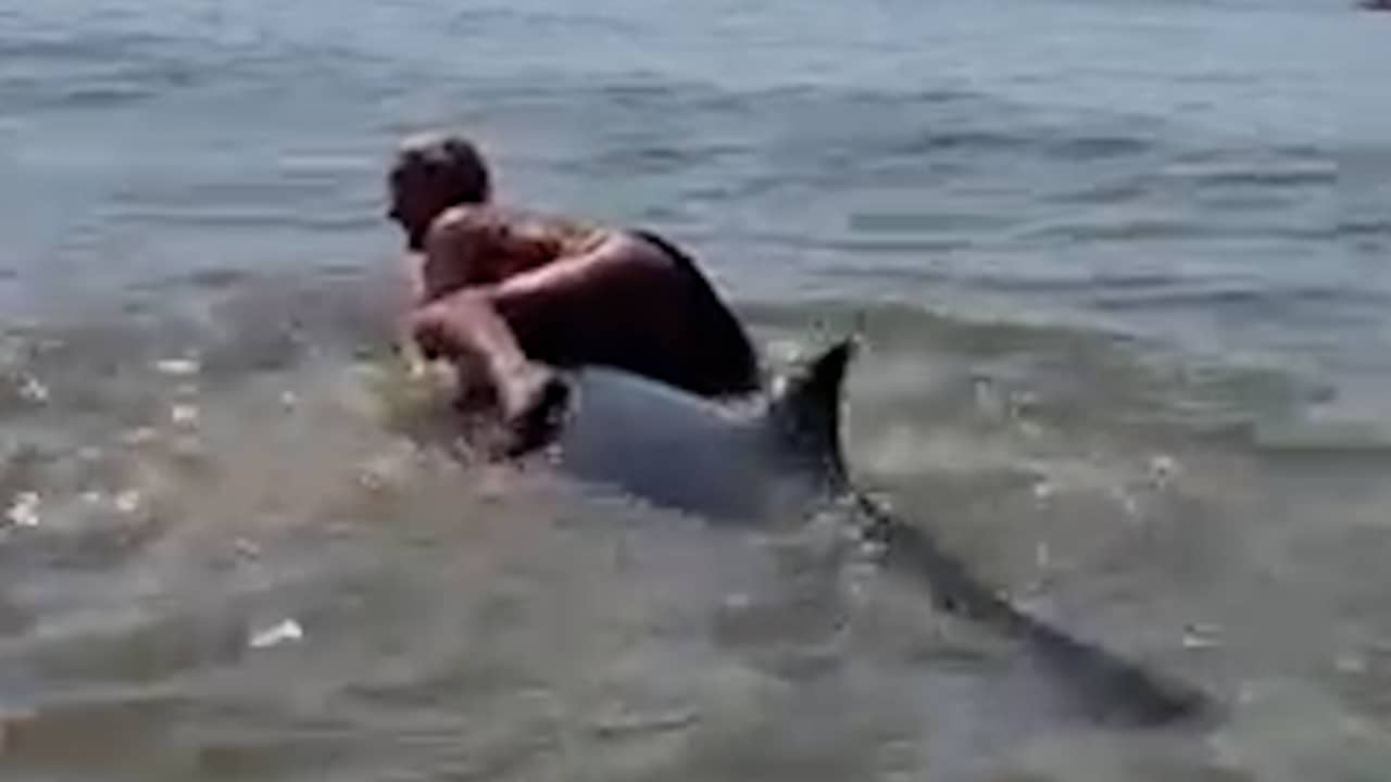 Beeld uit video: Badgasten filmen hoe vrouw op rug van dolfijn klimt in Zandvoort
