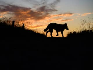 De wolf duikt steeds more op: waarom je niet bang voor ze hoeft te zijn