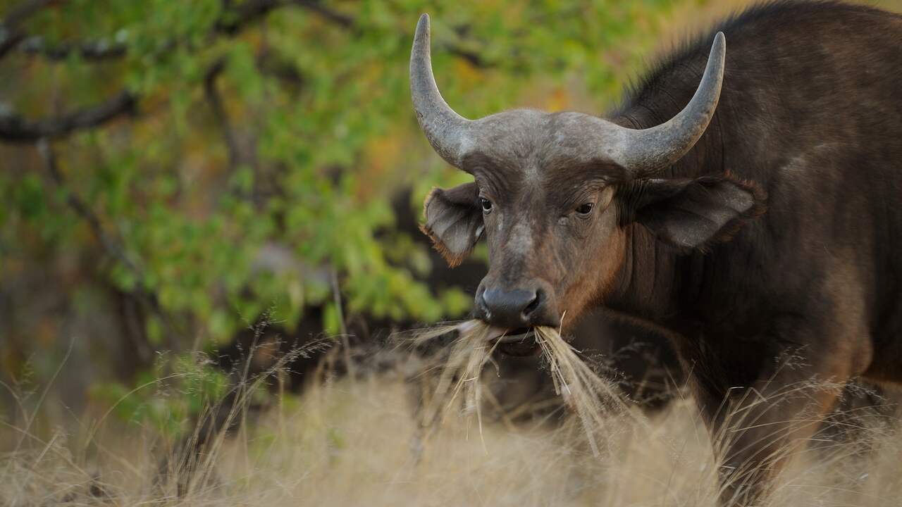 Honderden buffels overleden in rivier Botswana na aanval leeuwen