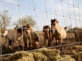 Staatsbosbeheer doet aangifte na voeren dieren bij Oostvaardersplassen