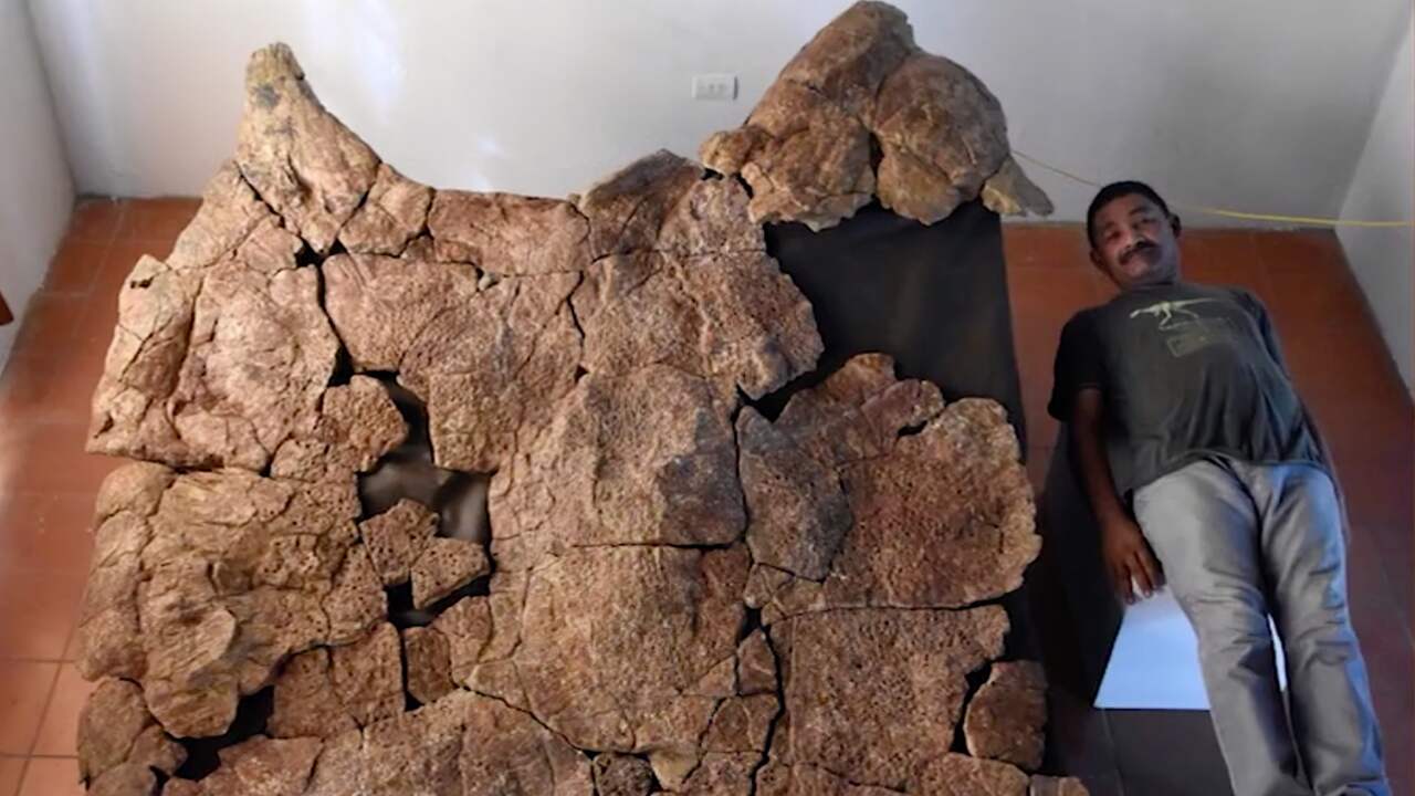 Paleontologen graven mogelijk grootste schildpadschild ooit op