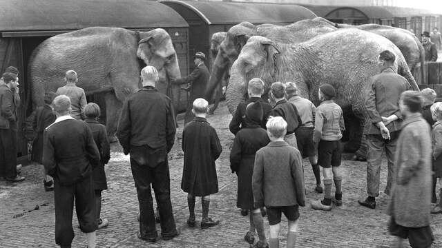 1943: Circusolifanten arriveren per trein in Amsterdam.