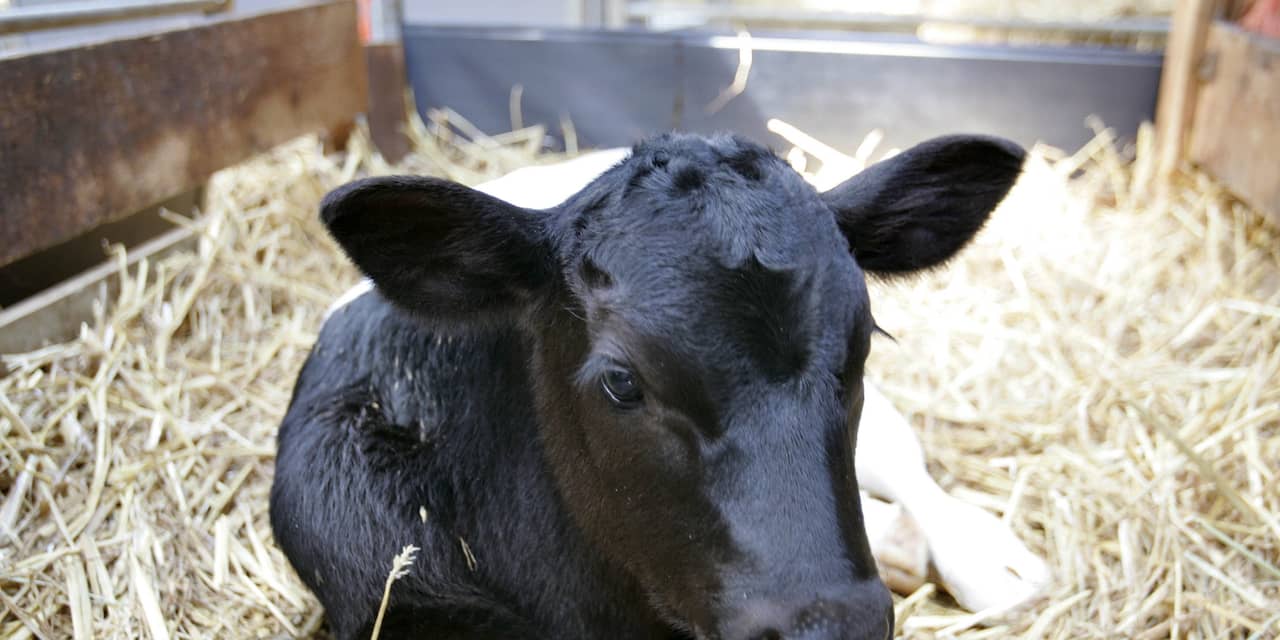 Meer kalfjes in melkveehouderij sterven in eerste levensjaar