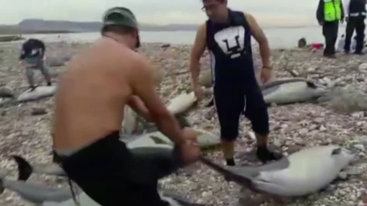 Beeld uit video: 54 dolfijnen spoelen aan op strand Mexico