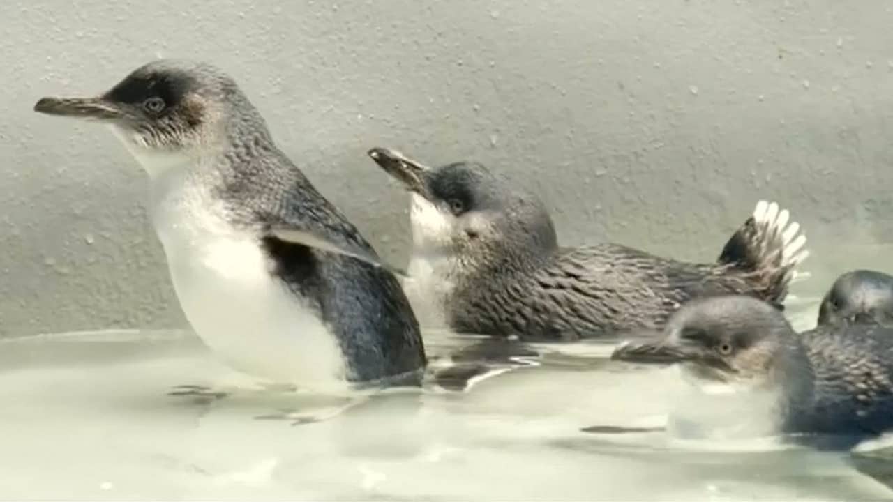 Beeld uit video: Jonge pinguïns weer vrijgelaten in het wild in Australië