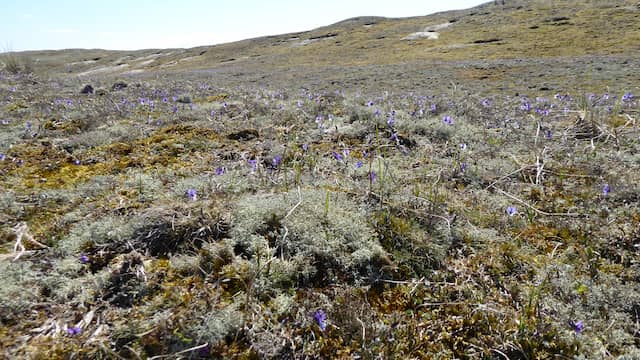 Een voorbeeld van een gezond soortenrijk duingrasland op Texel, met verschillende (korst)mossen en bloeiende duinviooltjes.