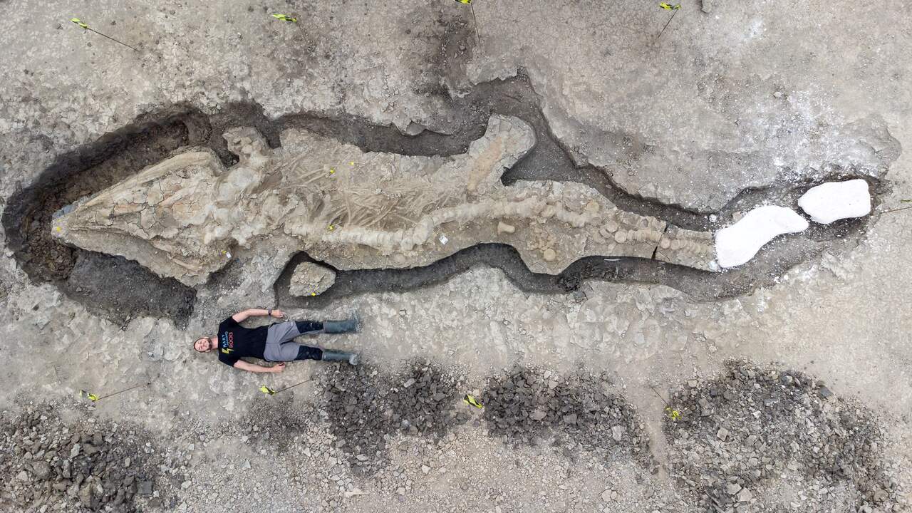 Beeld uit video: Engelse paleontologen vinden enorm fossiel van 'zeedraak'
