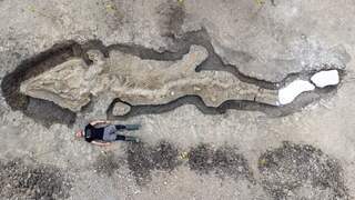 Engelse paleontologen vinden enorm fossiel van 'zeedraak'