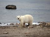 Voor het eerst ijsbeer gespot in zuiden van Canada