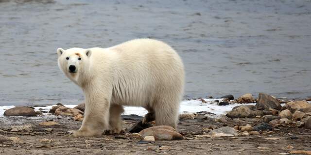IJsbeer aan de Hudson Bay in 2021, afbeelding ter illustratie