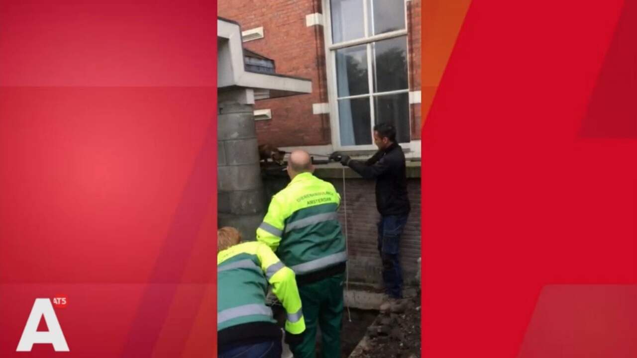Beeld uit video: Vos Marnixstraat laat zich niet makkelijk vangen