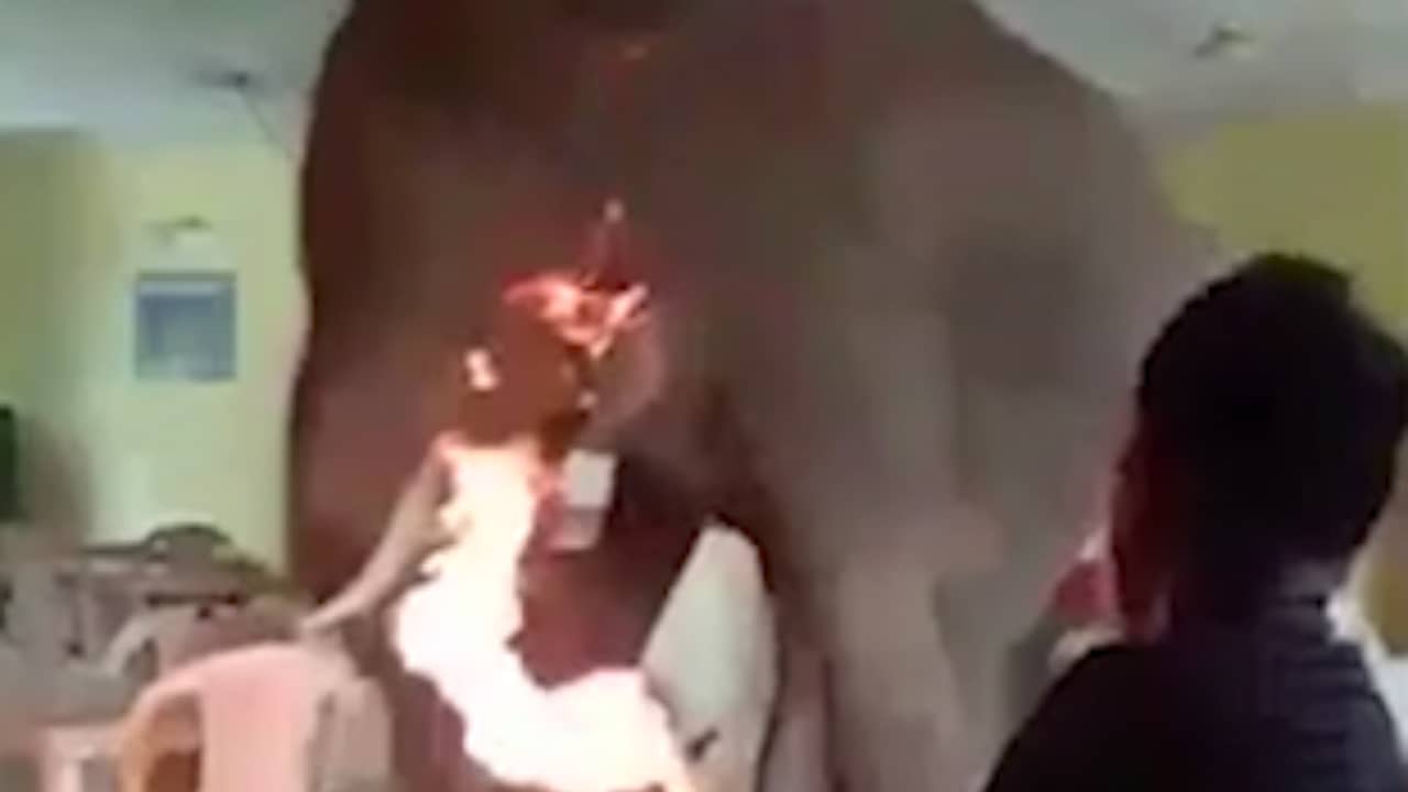 Beeld uit video: Man verjaagt olifant uit kantine van legerbasis in India