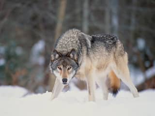 Schapen die door wolf worden aangevallen staan vrijwel nooit goed beschermd