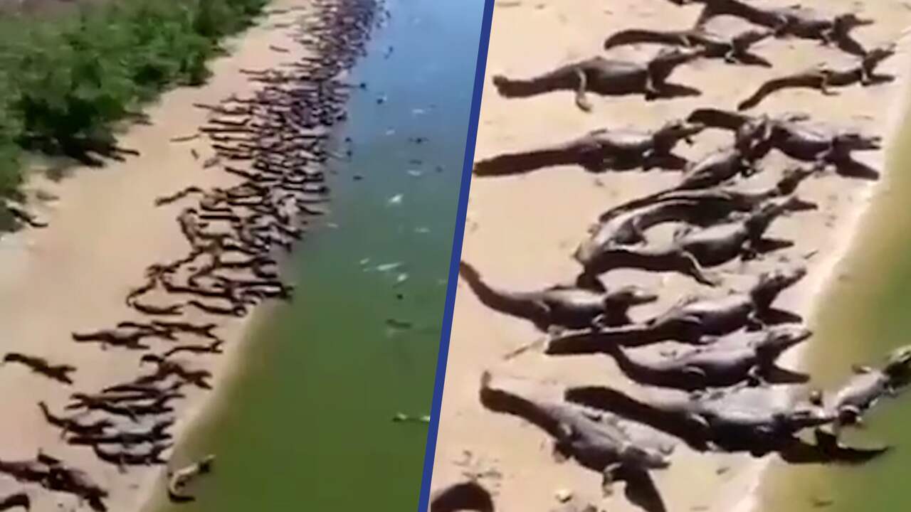 Beeld uit video: Honderden alligators verzamelen zich langs Braziliaanse rivier