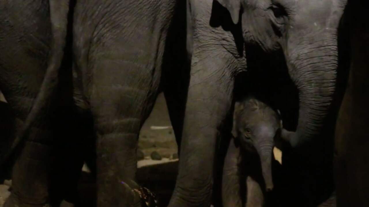 Beeld uit video: Olifantje met enkele minuten geboren in Dierenpark Amersfoort