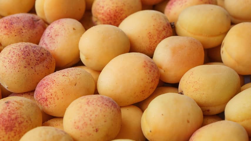 Onderzoek naar blauwzuur in abrikozenpitten wordt versneld