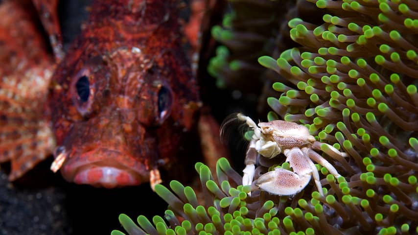 Koraalduivel rukt op en bedreigt biodiversiteit in Middellandse Zee
