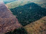 Gaat de ontbossingsdeal van Glasgow het Amazonewoud (nu echt) redden?