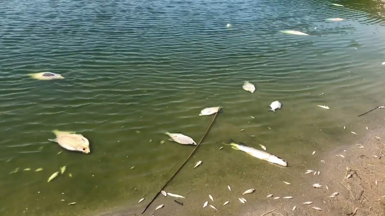 Beeld uit video: Duizenden dode vissen in plas Vlaardingen