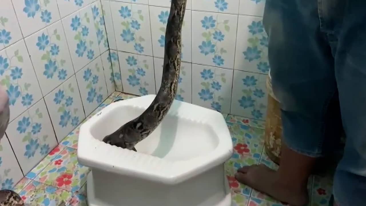 Beeld uit video: Thais stel vindt 3 meter lange python in toiletpot