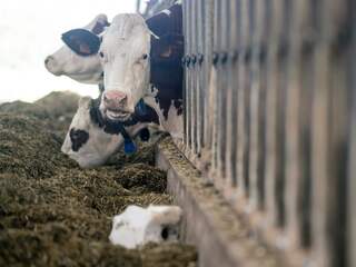 Dierenbescherming tegen striktere milieuregels Brabantse veehouderij