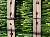 Komkommerkunde: dit wist je nog niet over de lange, groene vrucht