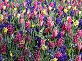 Recordomzet voor bloemenveiling dankzij dure boeketjes