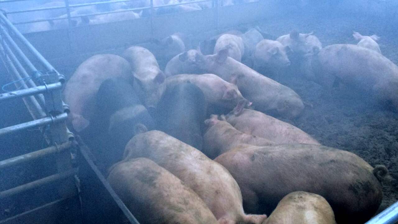Varkens gered uit brandende stal abdij Echt