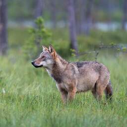 Wolf pakt ook dieren van boswachters, die daar nog geen oplossing voor hebben