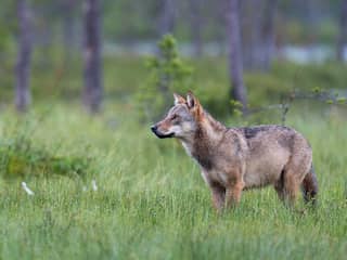 Wolf pakt ook dieren van boswachters, die daar nog geen oplossing voor hebben