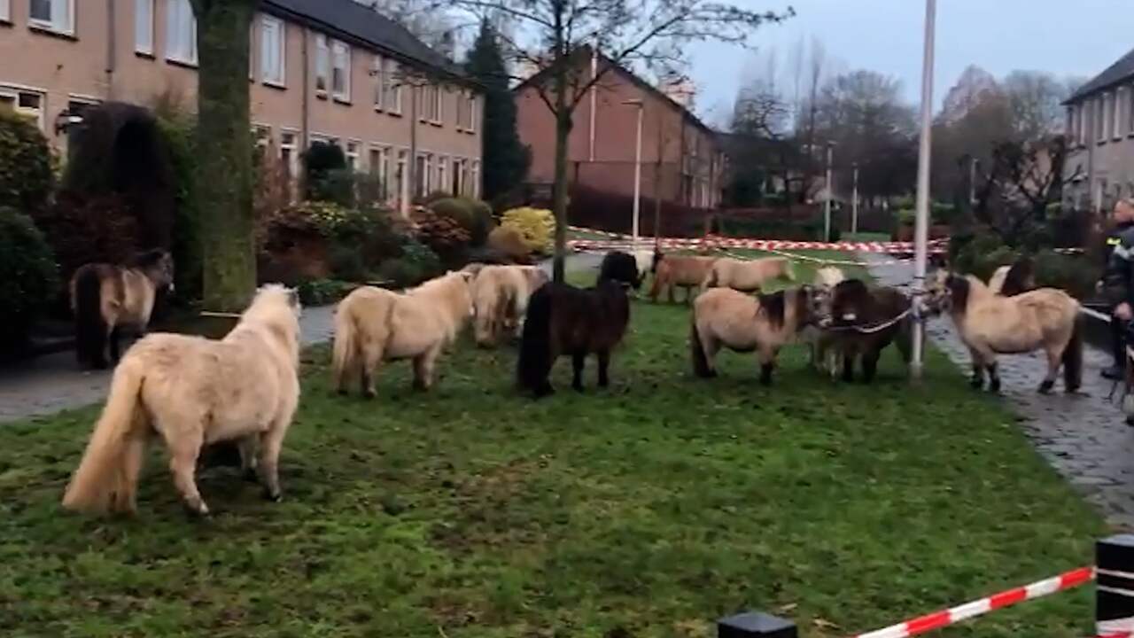 Beeld uit video: Kudde ontsnapte pony’s loopt door woonwijk in Eerbeek