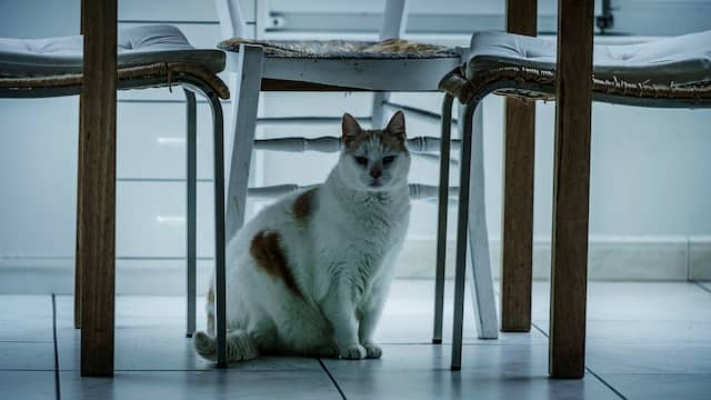Kater Miche weegt 5,5 kilo. Hij moet zijn dieet nog beginnen.