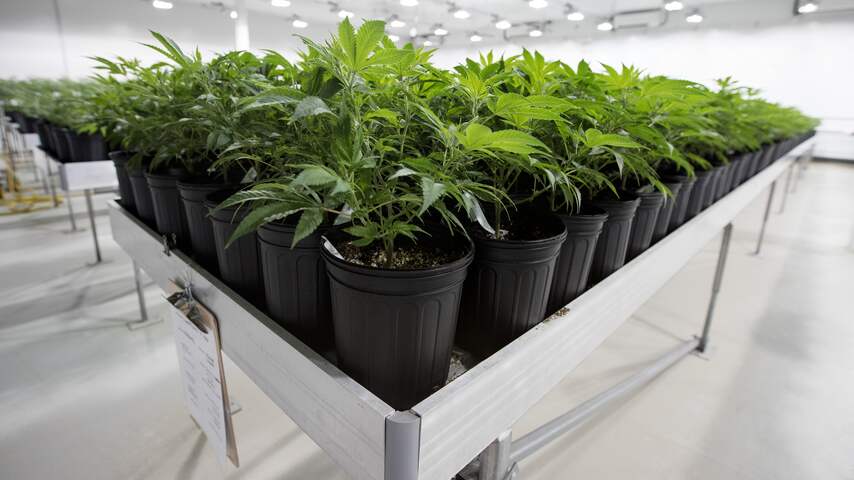 Cannabis, Canada, Wietplant,