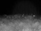 Wildcamera filmt elf wolven tegelijk op de Veluwe