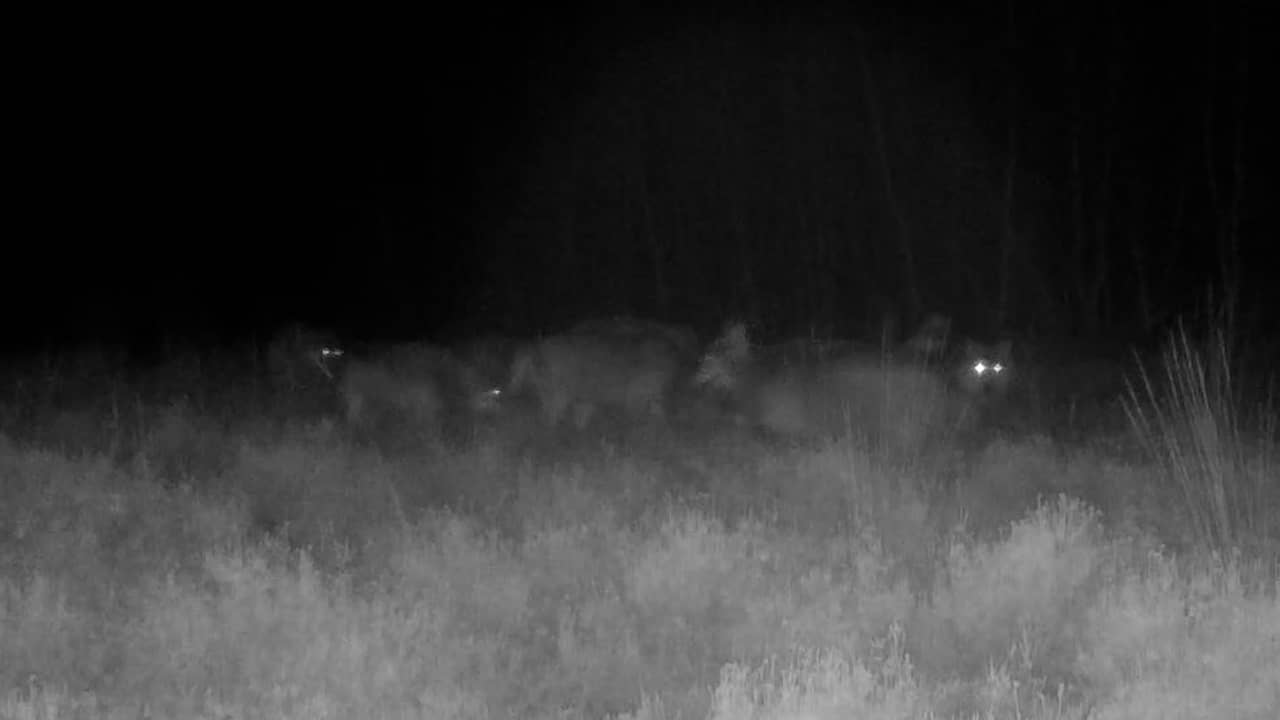 Beeld uit video: Wildcamera filmt elf wolven tegelijk op de Veluwe