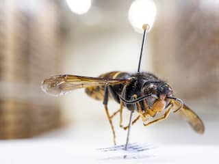 Nesten gevreesde Aziatische hoornaar in Twentse woonwijken