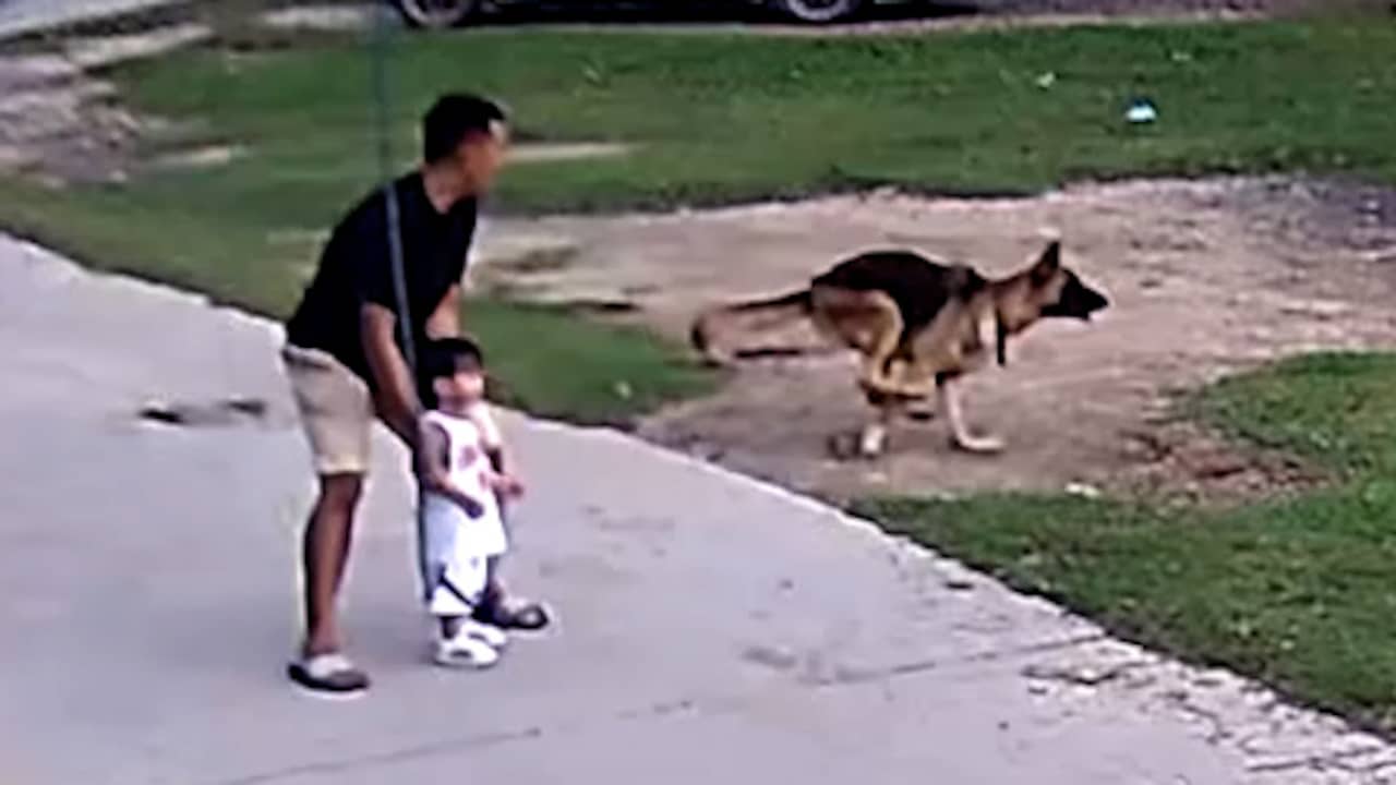 Beeld uit video: Hond verjaagt stier die op klein kind afkomt in Thailand