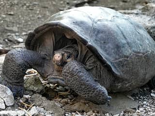 Reuzenschildpad Galapagoseiland