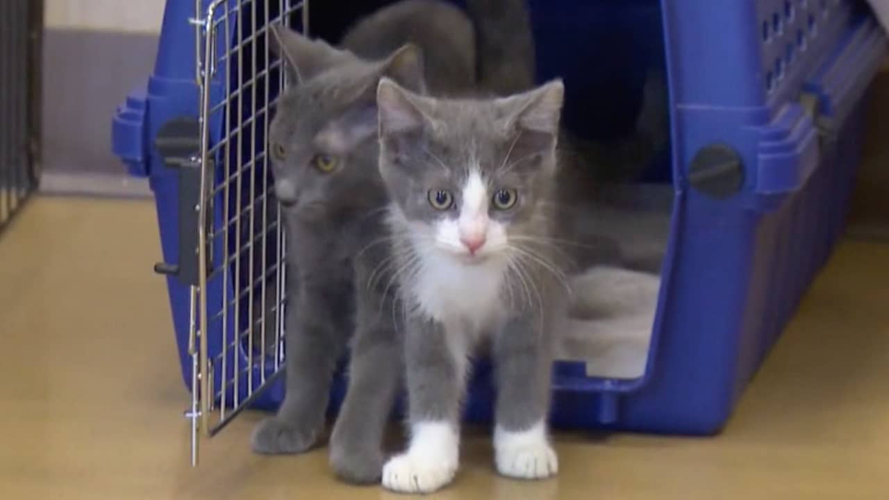 Beeld uit video: Dierenasiel in VS biedt yogales met kittens aan