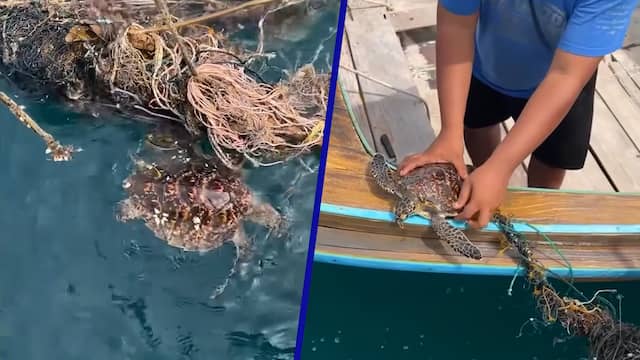 Thai redt jonge schildpad die verstrikt zit in visnet
