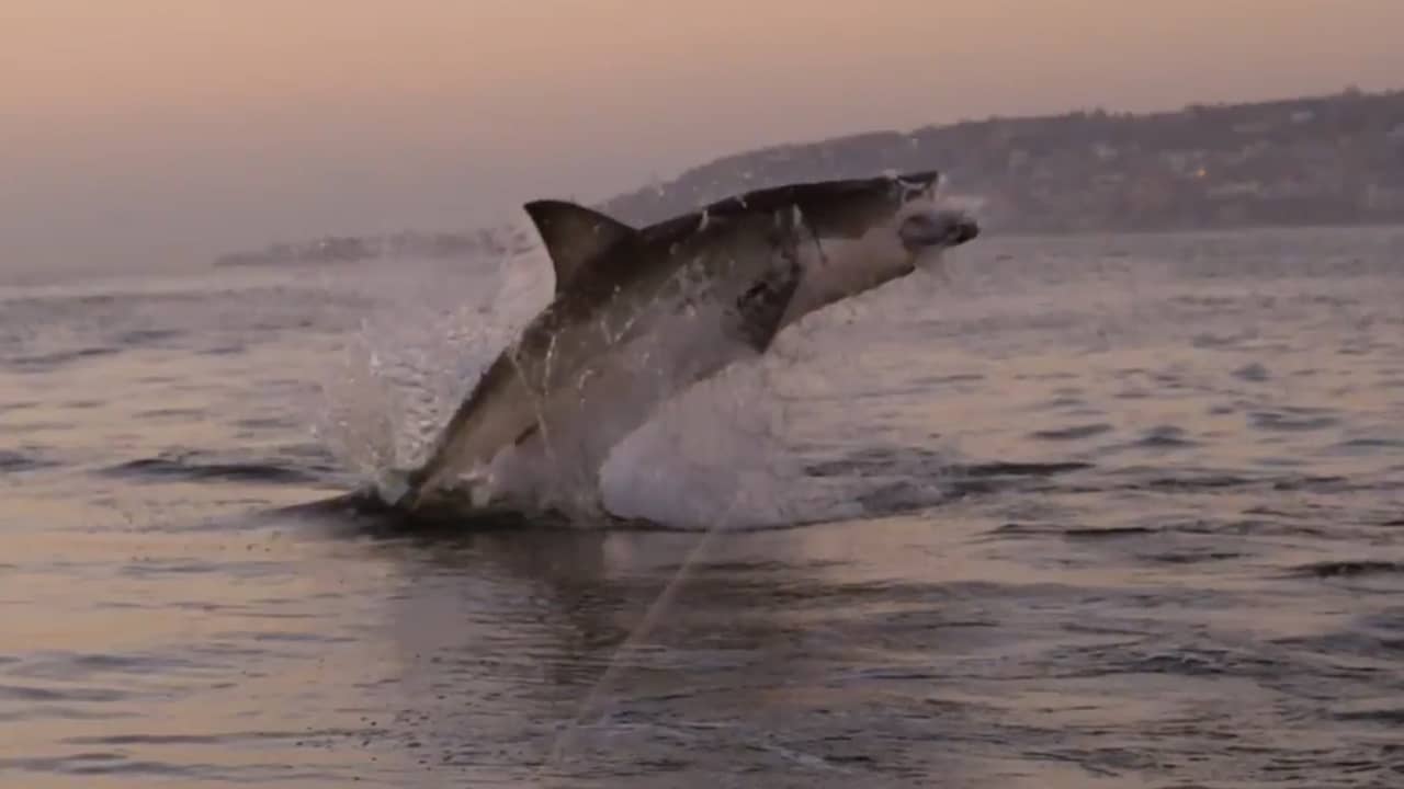 Beeld uit video: Man filmt hoe springende haai prooi grijpt