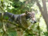 Alpiene wolf duikt voor het eerst op in Nederland